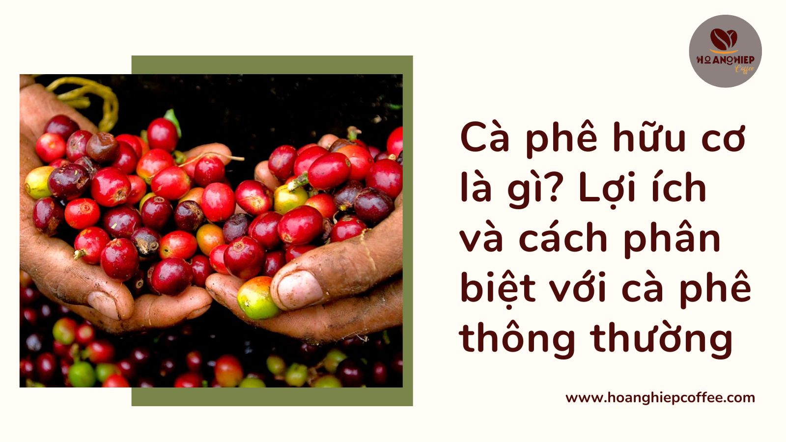 ca-phe-huu-co-la-gi-loi-ich-va-cach-phan-biet-voi-ca-phe-thong-thuong