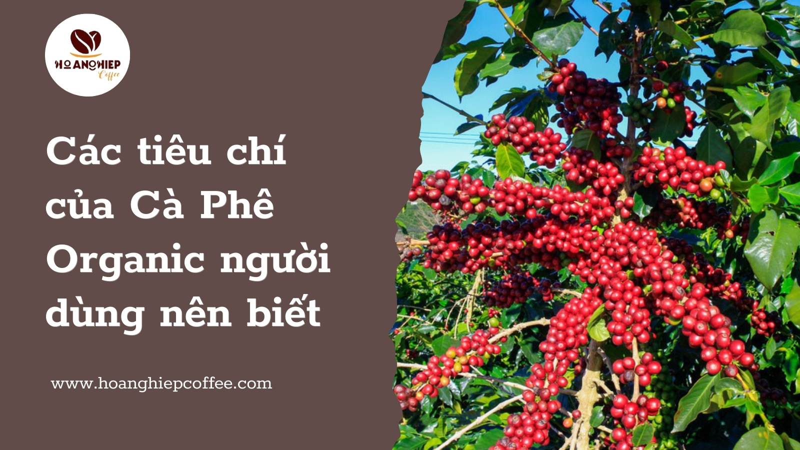 cac-tieu-chi-cua-ca-phe-organic-nguoi-dung-nen-biet