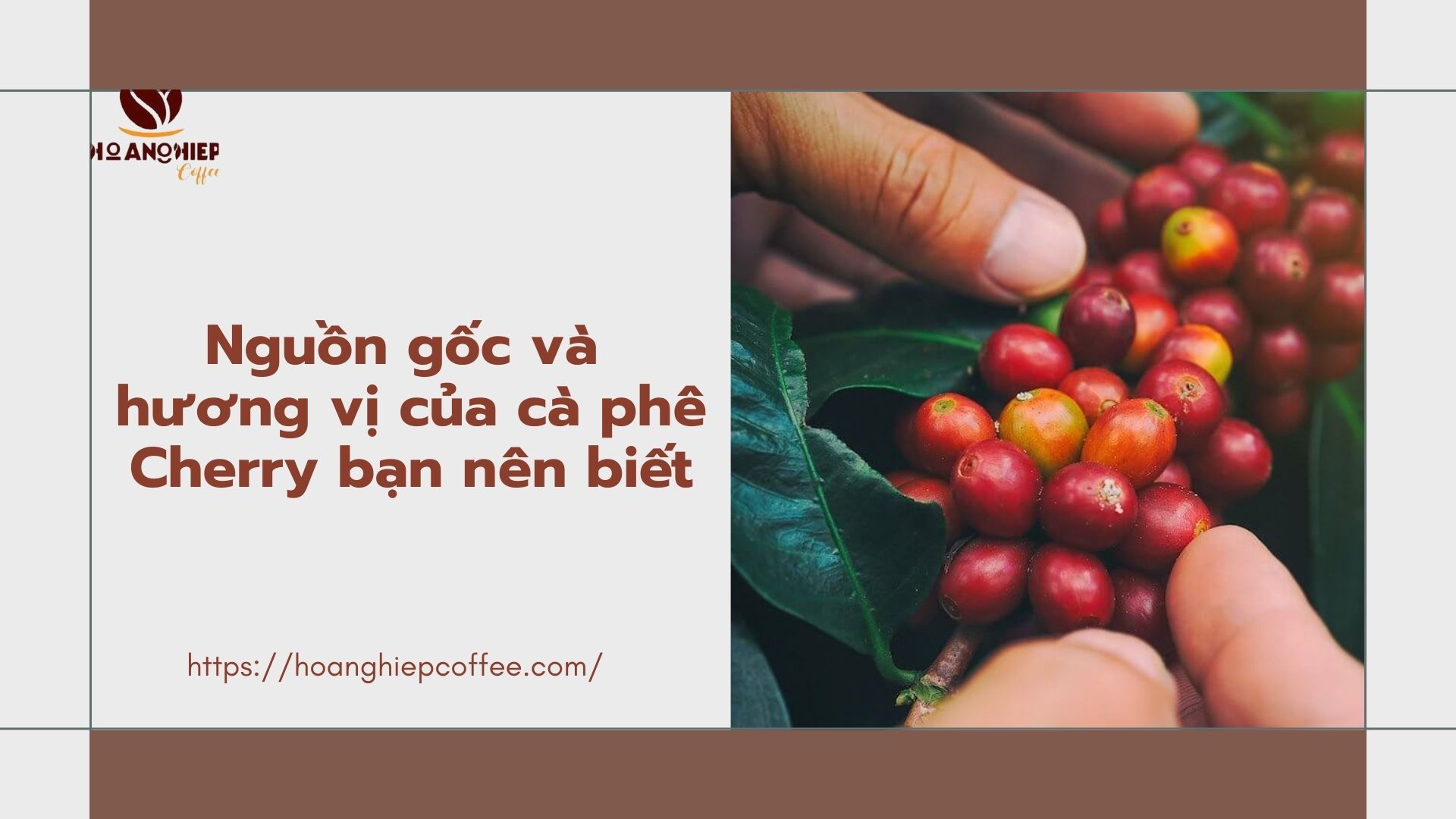 nguon-goc-va-huong-vi-cua-ca-phe-cherry-ban-nen-biet