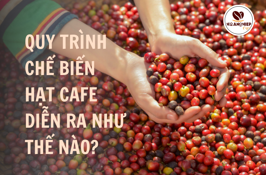 quy-trinh-che-bien-hat-cafe-dien-ra-nhu-the-nao