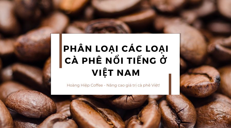 phan-loai-cac-loai-ca-phe-noi-tieng-o-viet-nam