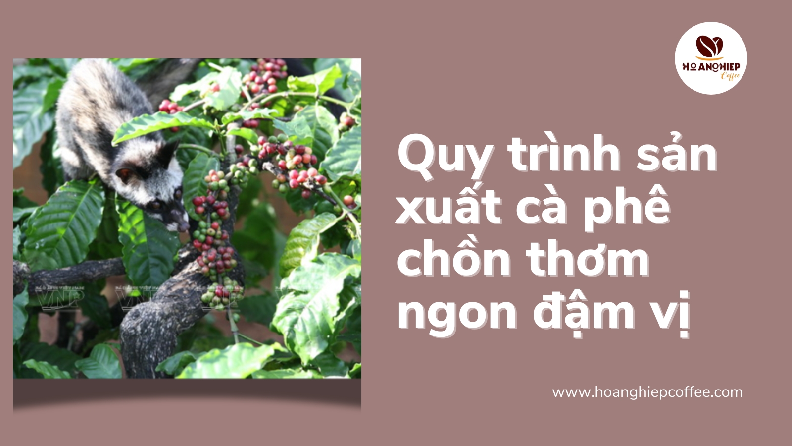 quy-trinh-san-xuat-ca-phe-chon-thom-ngon-dam-vi