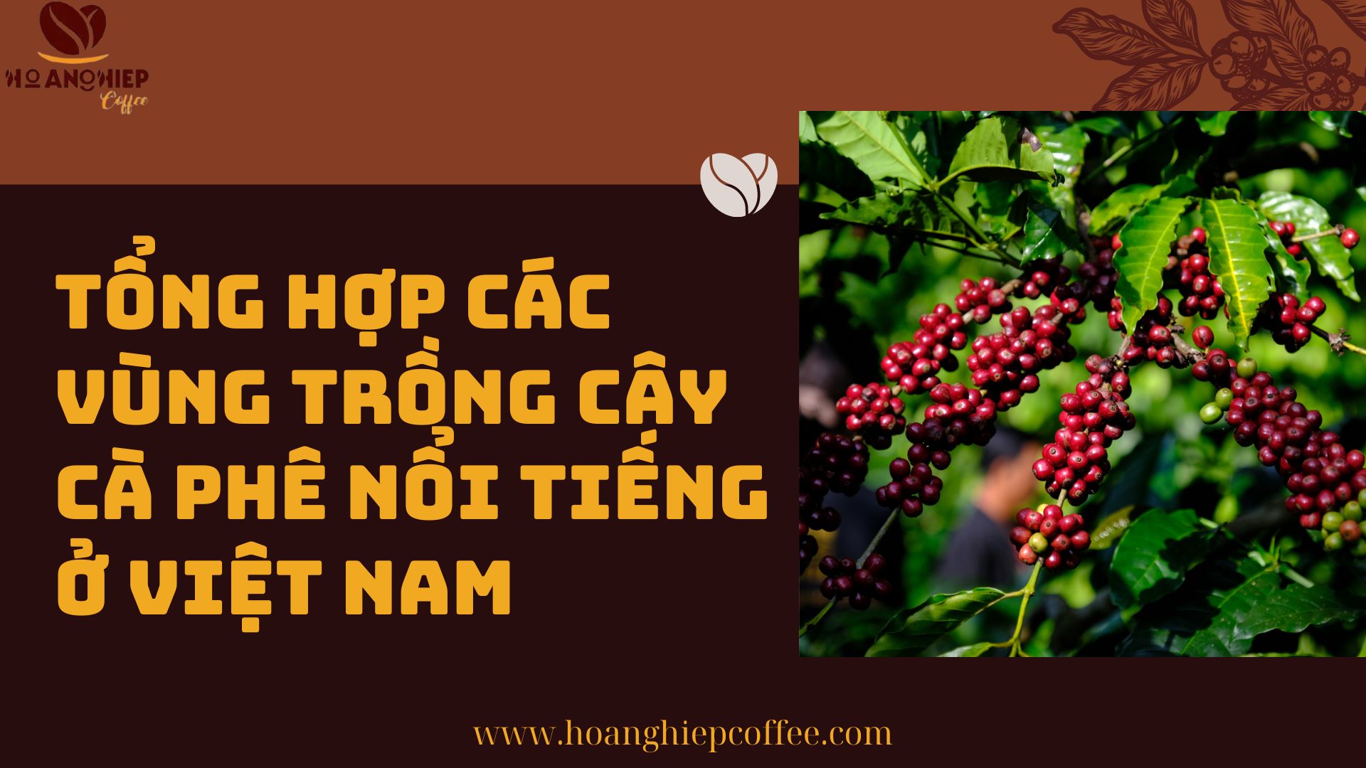 tong-hop-cac-vung-trong-cay-ca-phe-noi-tieng-o-viet-nam
