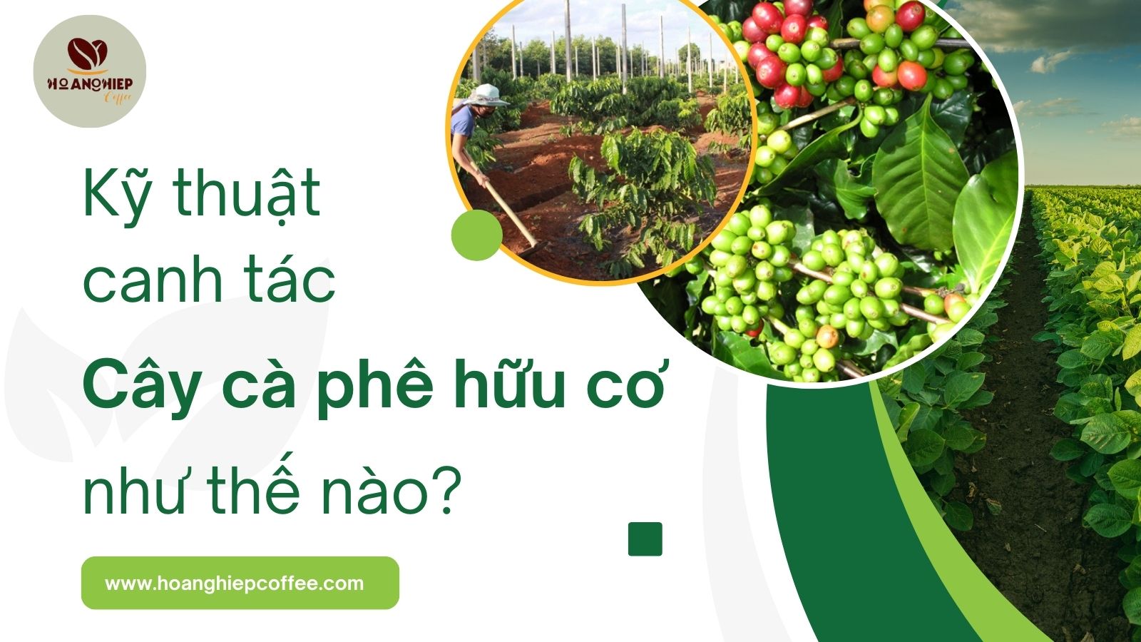 ky-thuat-canh-tac-cay-ca-phe-huu-co-nhu-the-nao