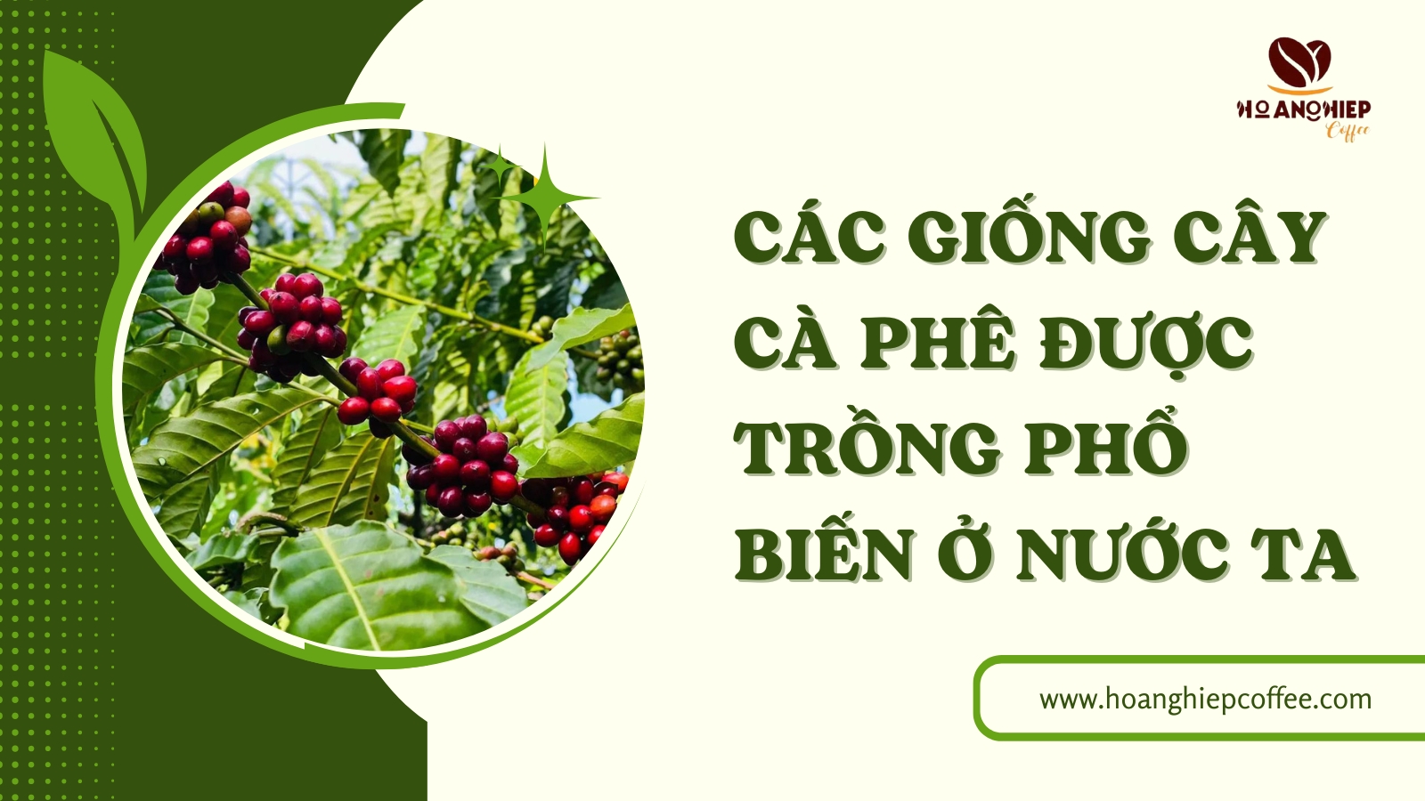 cac-giong-cay-ca-phe-duoc-trong-pho-bien-o-nuoc-ta