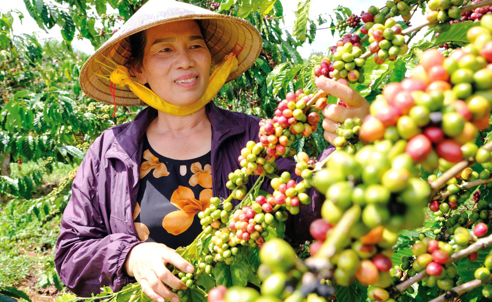 cà phê Lâm Đồng