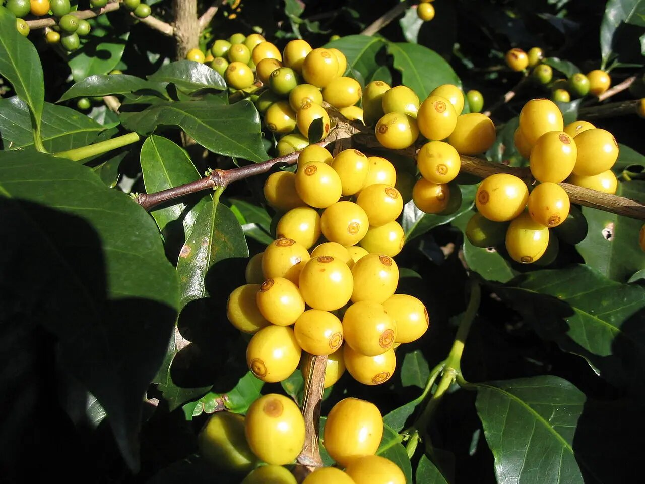 Cà phê Arabica Bourbon