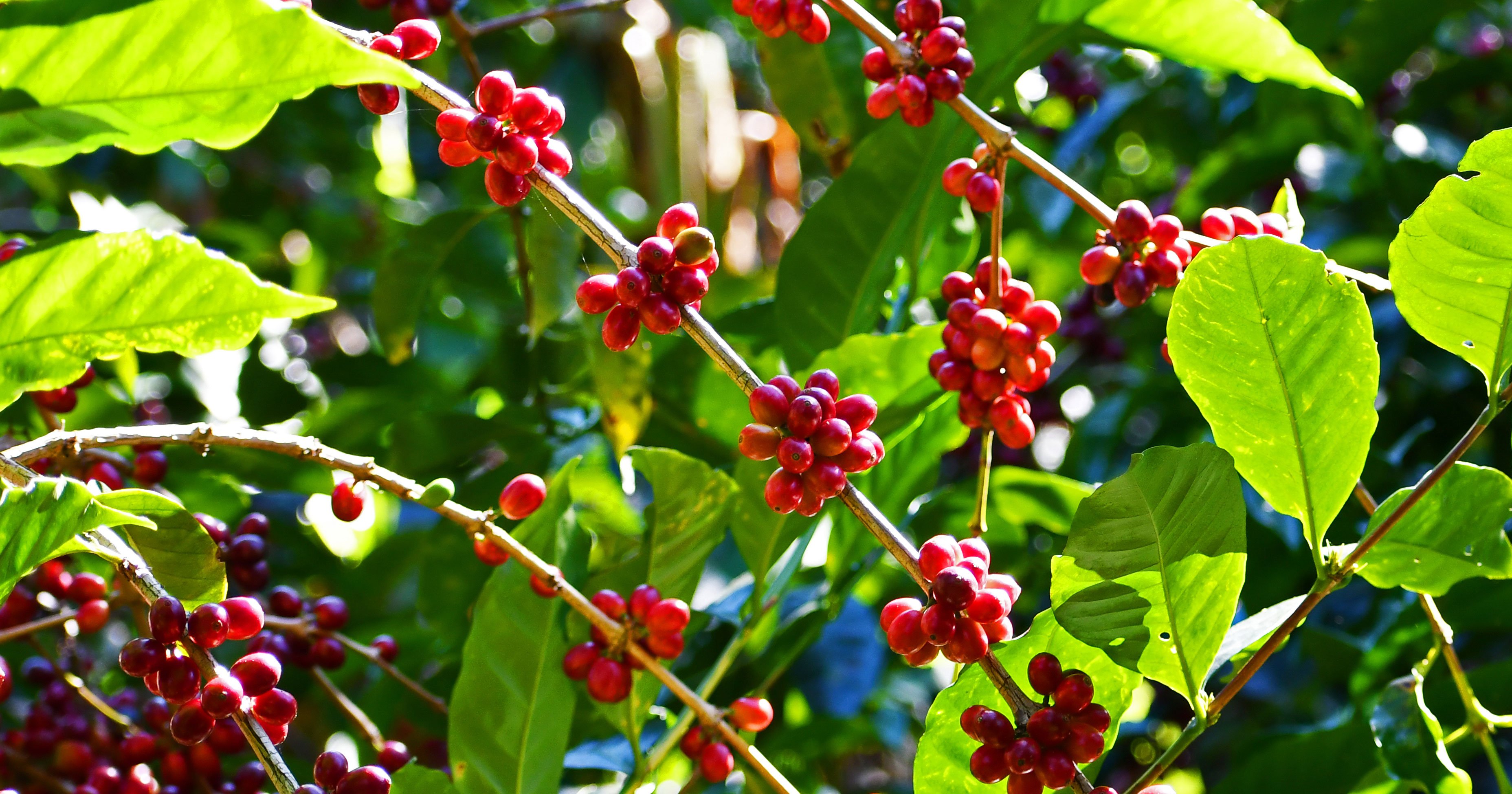 Cà phê Arabica Gesha