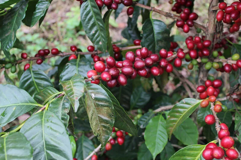 Cà phê Arabica Pacamara