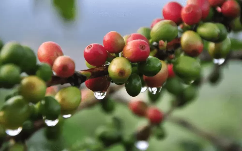  Cà phê Arabica Typica