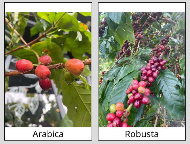  cà phê Arabica và cà phê Robusta
