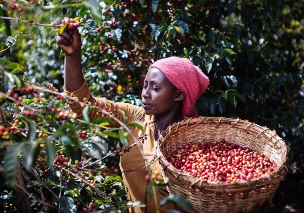Cà phê Ethiopia – Cái nôi của cà phê thế giới