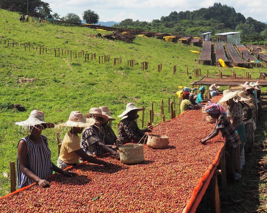Cà phê Ethiopia – Cái nôi của cà phê thế giới