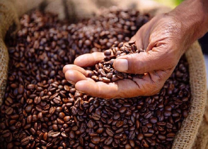 Cà phê hạt rang mộc sự lựa chọn của người sành cà phê