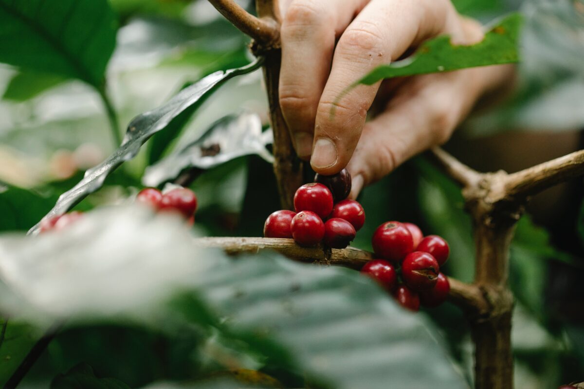 Cách nhận biết cà phê hữu cơ