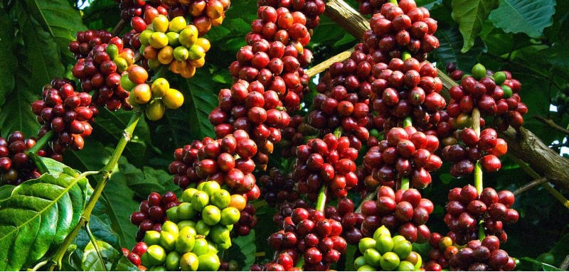 các loại cà phê nổi tiếng ở Việt Nam - Robusta