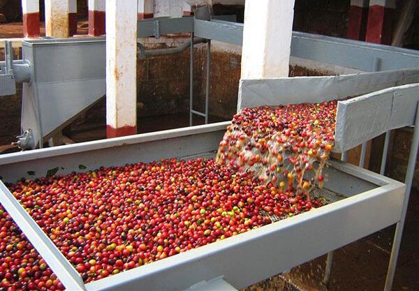 Chế biến cà phê