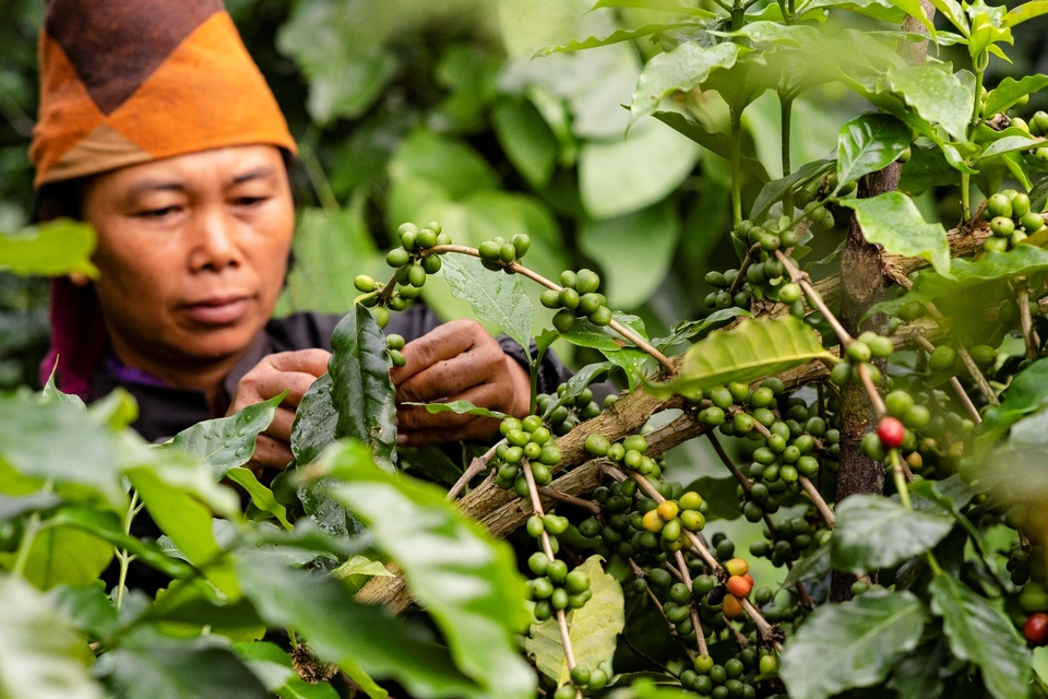 Đặc điểm của cà phê Arabica