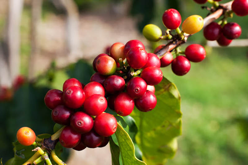 Đặc điểm nổi bật của cà phê Arabica so với các loại khác