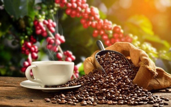 Đặc điểm nổi bật của cà phê Arabica so với các loại khác