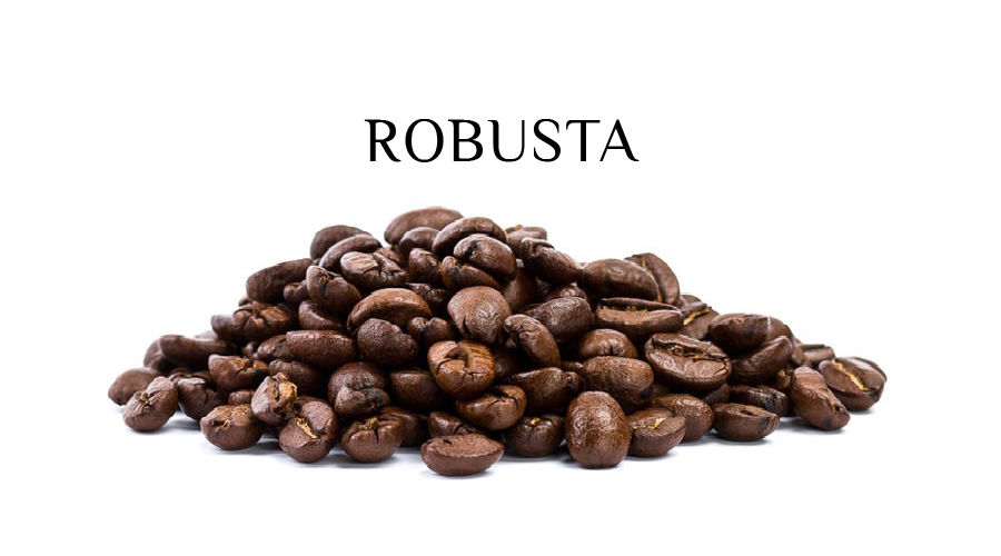 Hành trình tạo nên cà phê sấy lạnh Robusta – Giữ trọn vị đậm đà