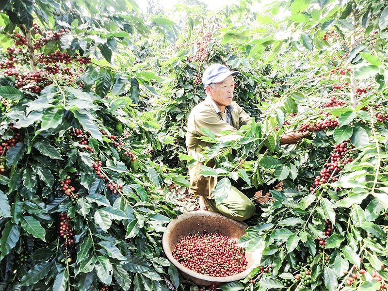 cà phê Quảng Trị
