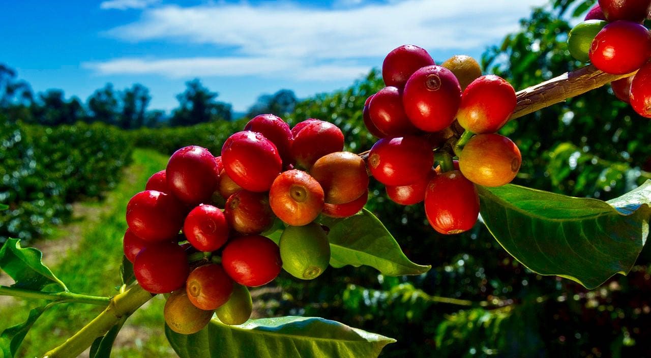 Hương vị đặc trưng của cà phê Kona
