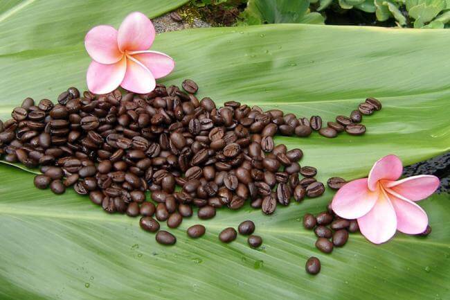 Nguồn gốc và lịch sử cà phê Kona
