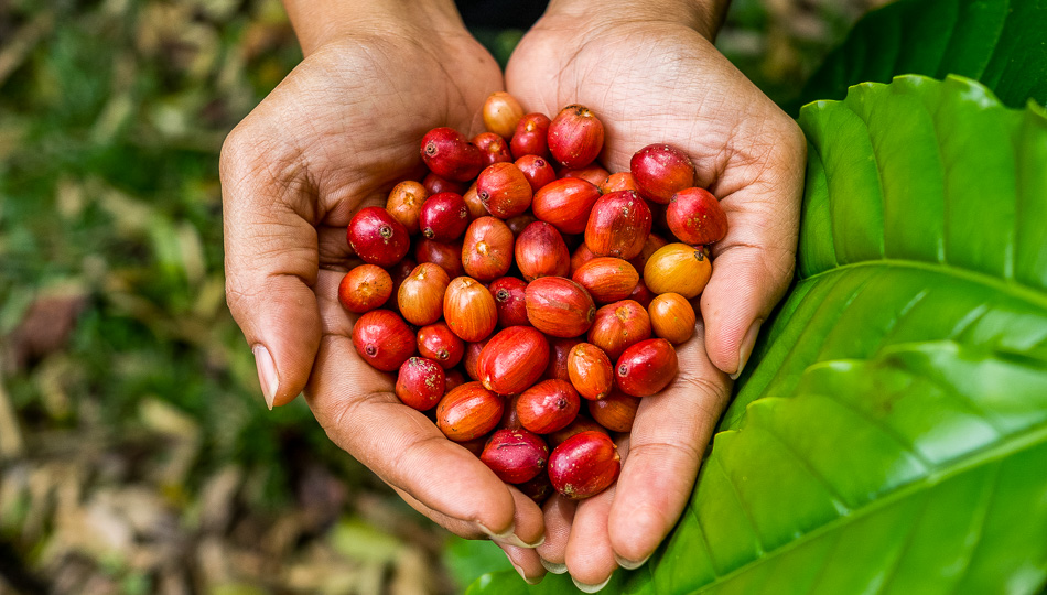 Quy trình sản xuất cà phê Kona