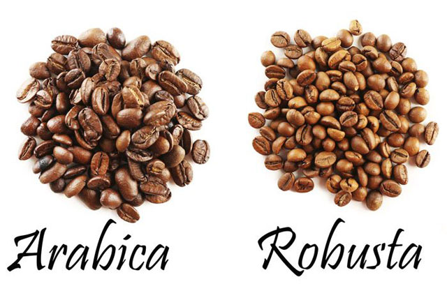 Robusta và arabica – Loại cà phê nào phù hợp với gu của bạn?