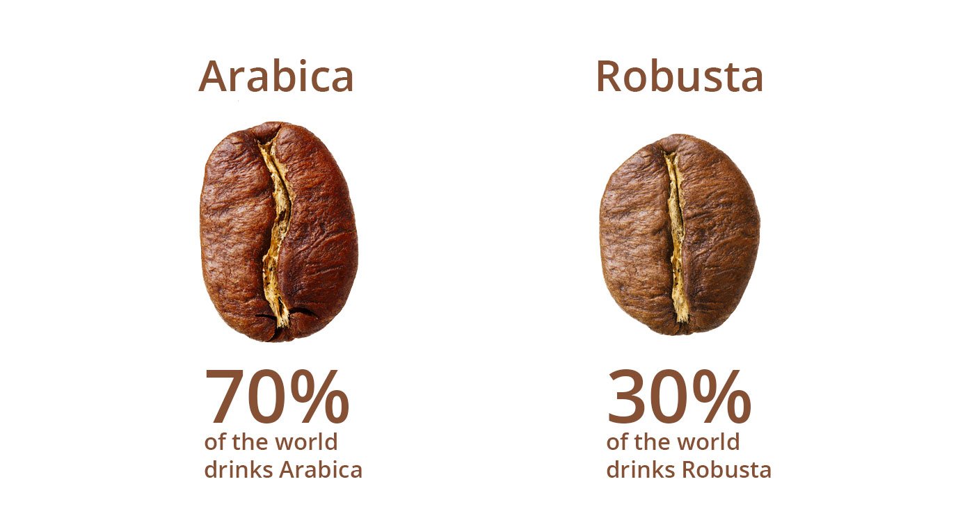 hình dáng Cà Phê Arabica Và Robusta