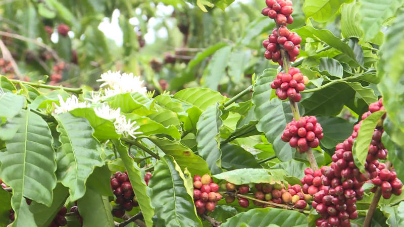 Tại sao cà phê hữ cơ tốt cho sức khỏe hơn các loại khác?