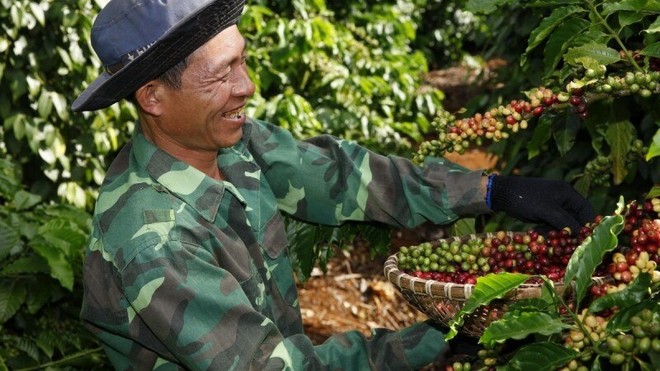Trồng và chăm sóc cây cà phê