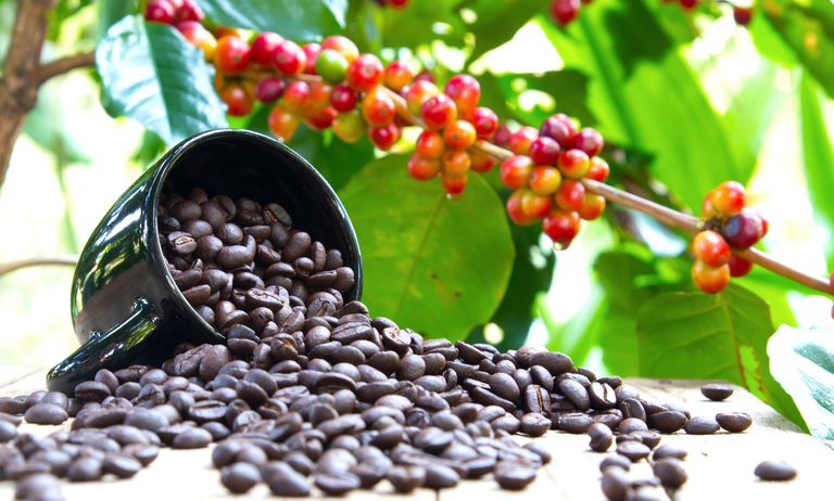 Vì sao cà phê có vị chua và cách xử lý