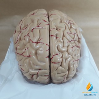 Mô Hình Não Người, Mô Hình Giải Phẫu Não Hệ Thần Kinh, Mô Hình Giải Phẫu Giảng Dạy: Công Cụ Hữu Ích Trong Giáo Dục Và Nghiên Cứu