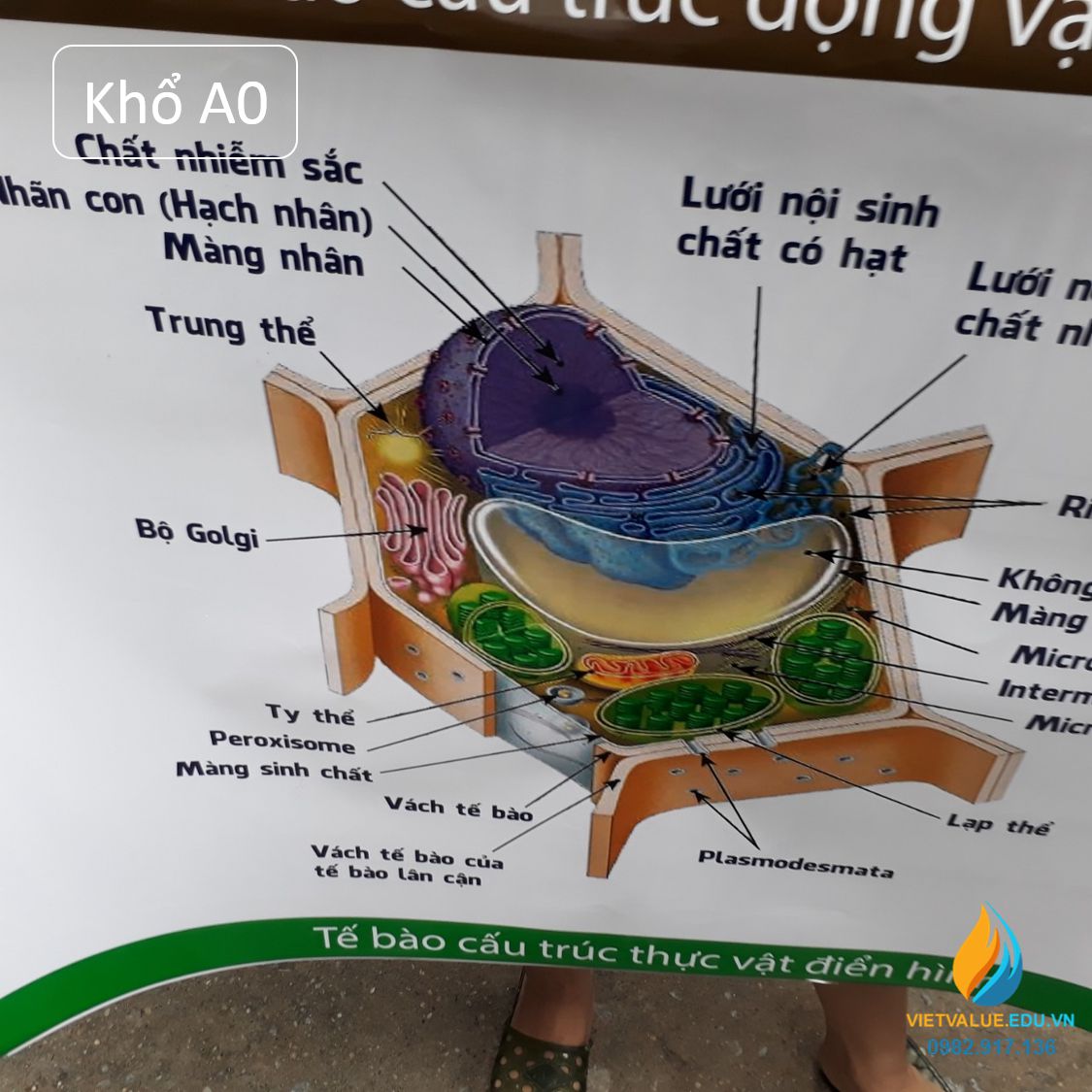 Poster cấu hình tế bào động vật- thực vật, tranh vẽ sinh học tập giảng dạy dỗ mang lại học viên quan tiền sát