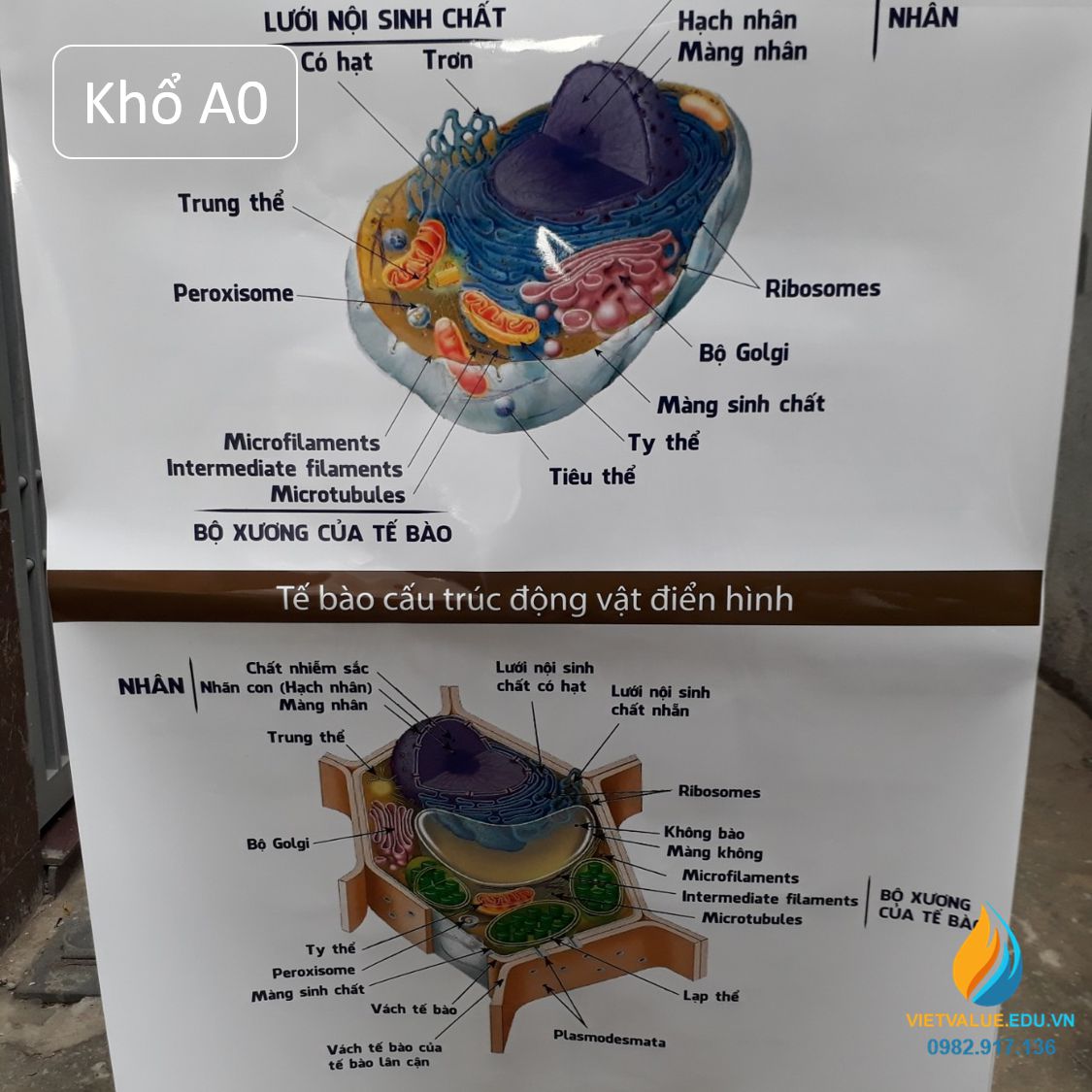 Poster cấu hình tế bào động vật- thực vật, tranh vẽ sinh học tập giảng dạy dỗ mang lại học viên quan tiền sát