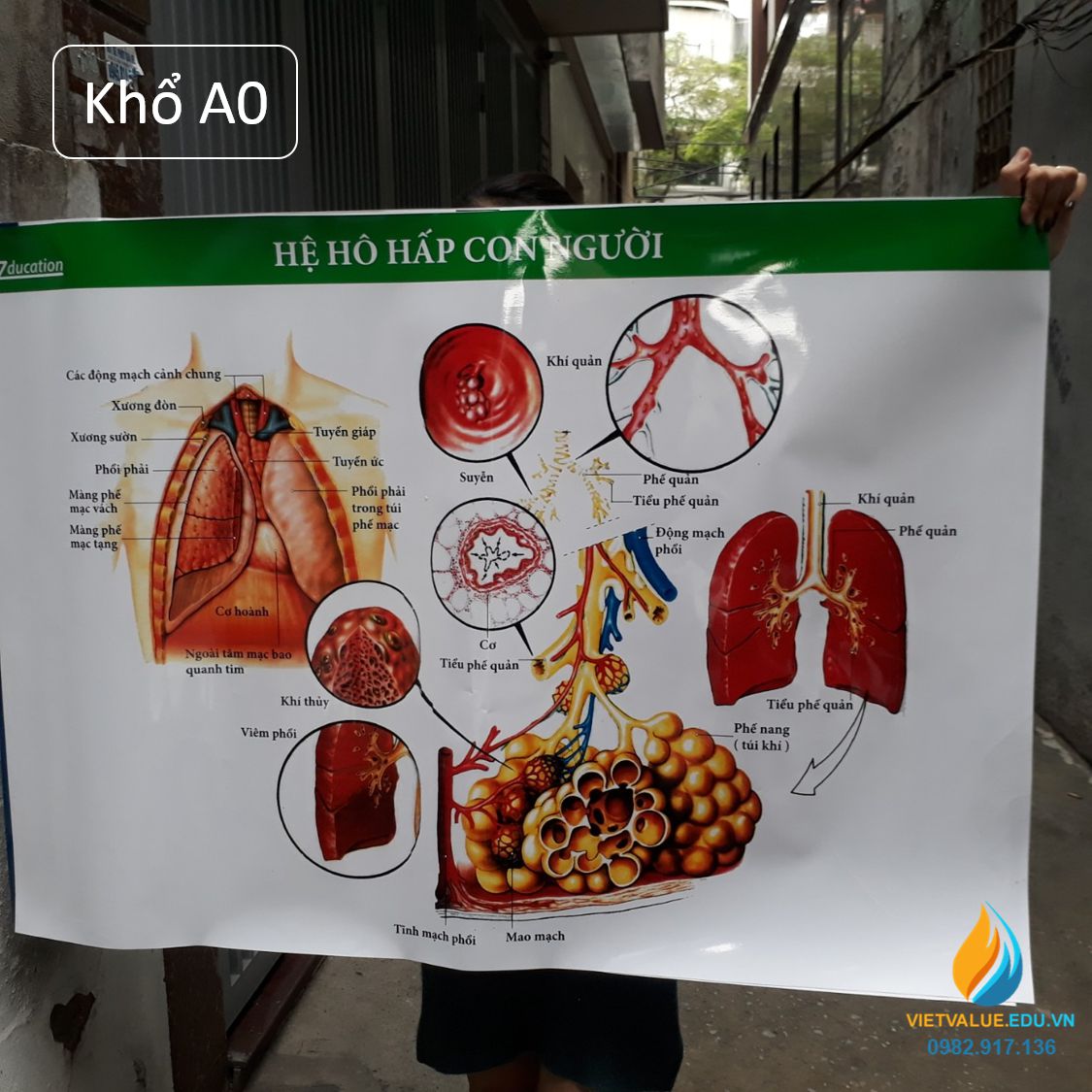 Poster cấu tạo hệ hô hấp con người, tranh ảnh sinh học giảng dạy cho học sinh quan sát