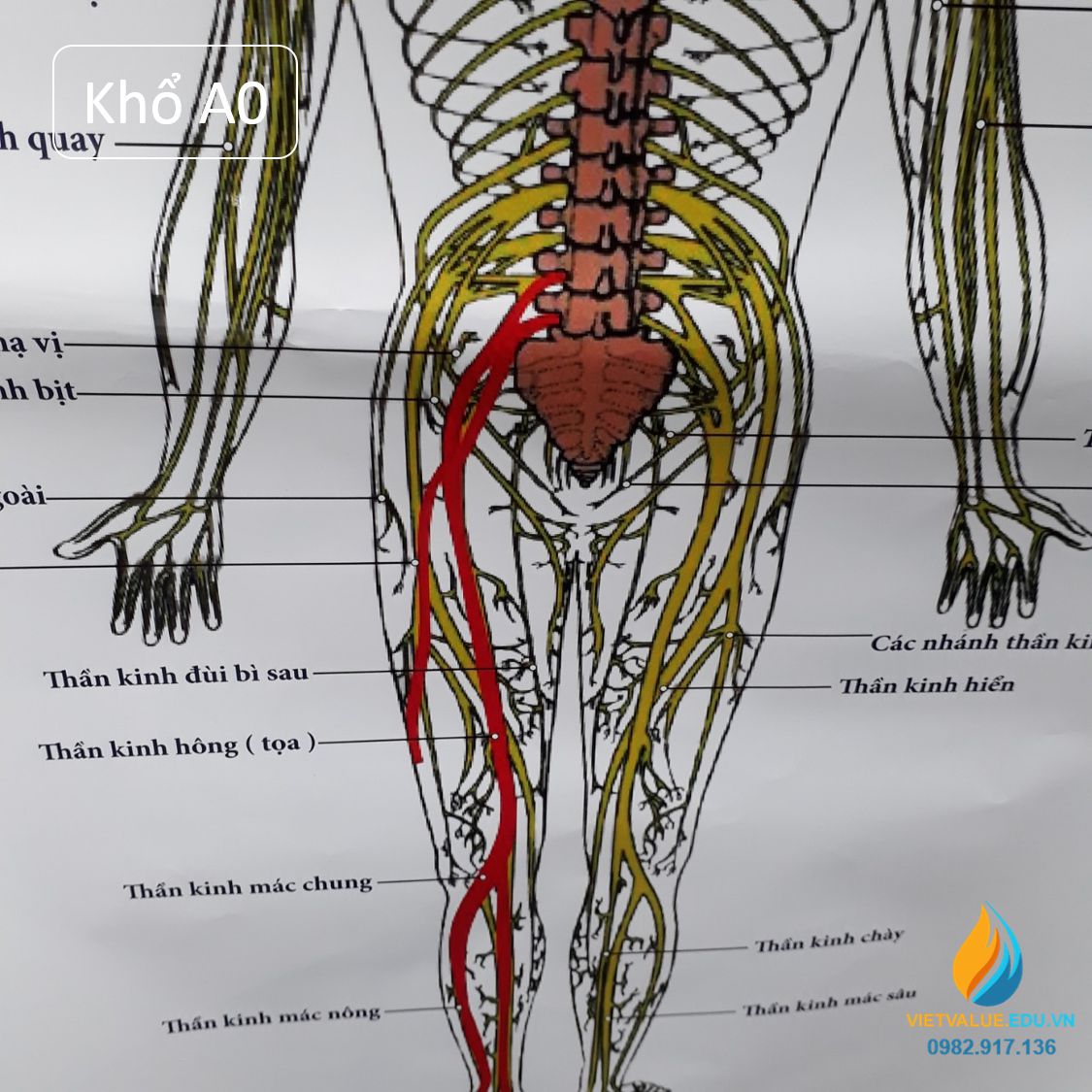 Poster cấu tạo hệ thần kinh con người, tranh ảnh sinh học giảng dạy cho học sinh quan sát