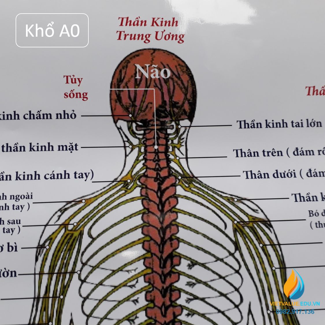 Mô hình giải phẫu cơ và nội tạng bóc tách 78cm