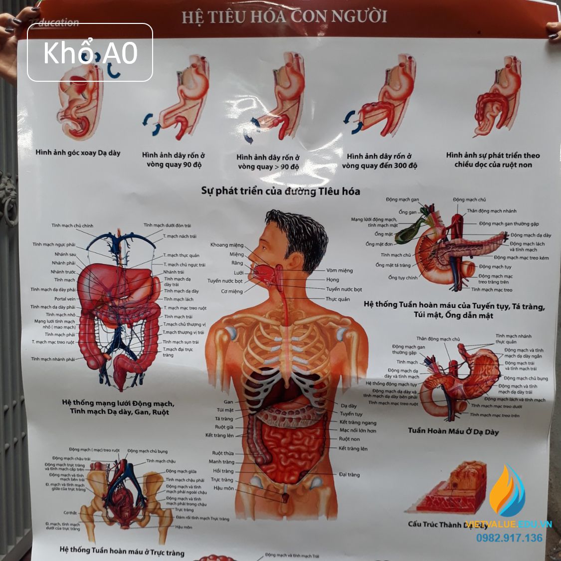 Poster cấu tạo hệ tiêu hóa con người, tranh ảnh sinh học giảng dạy ... Image hình ảnh con người hình ảnh con người hình ảnh con người hình ảnh con người hình ảnh con người hình ảnh con người hình ảnh con người Đại tá Trịnh Văn Dũng - Poster cấu tạo hệ tiêu hóa con người, tranh ảnh sinh học giảng dạy ...