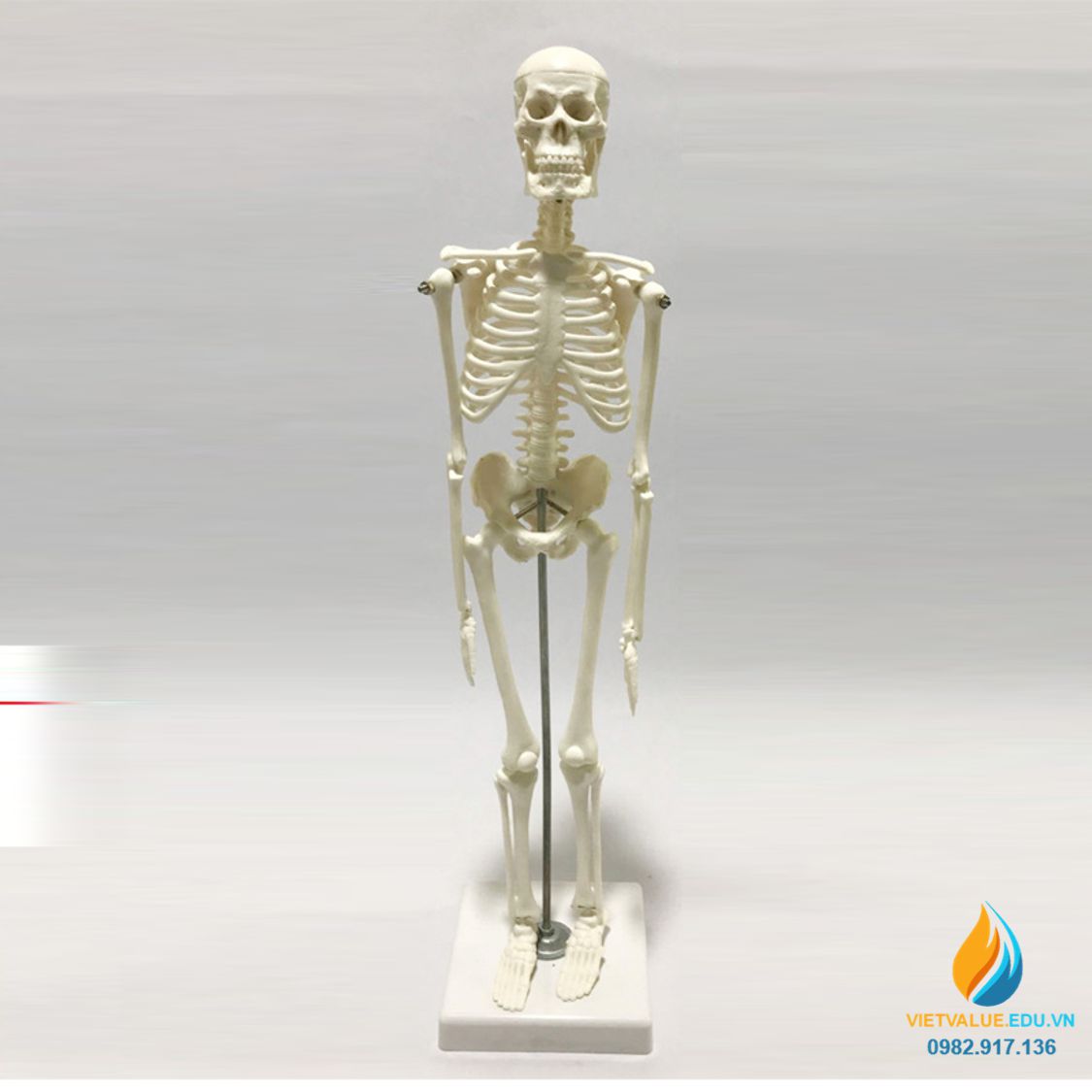 Mô hình giải phẫu bộ xương chó - Thiết Bị Y Tế Đức Mạnh