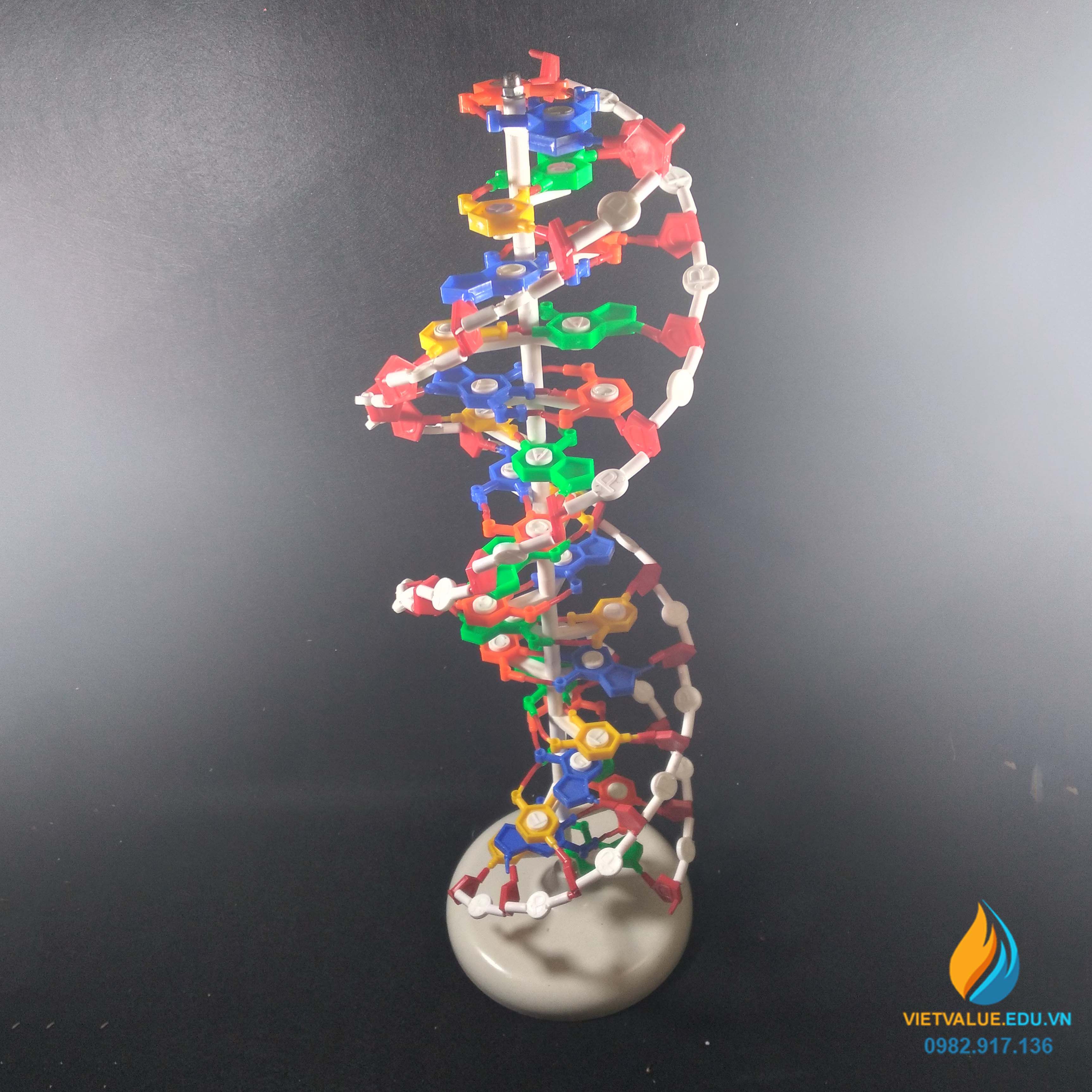 Mô tả cấu trúc không gian của ADN