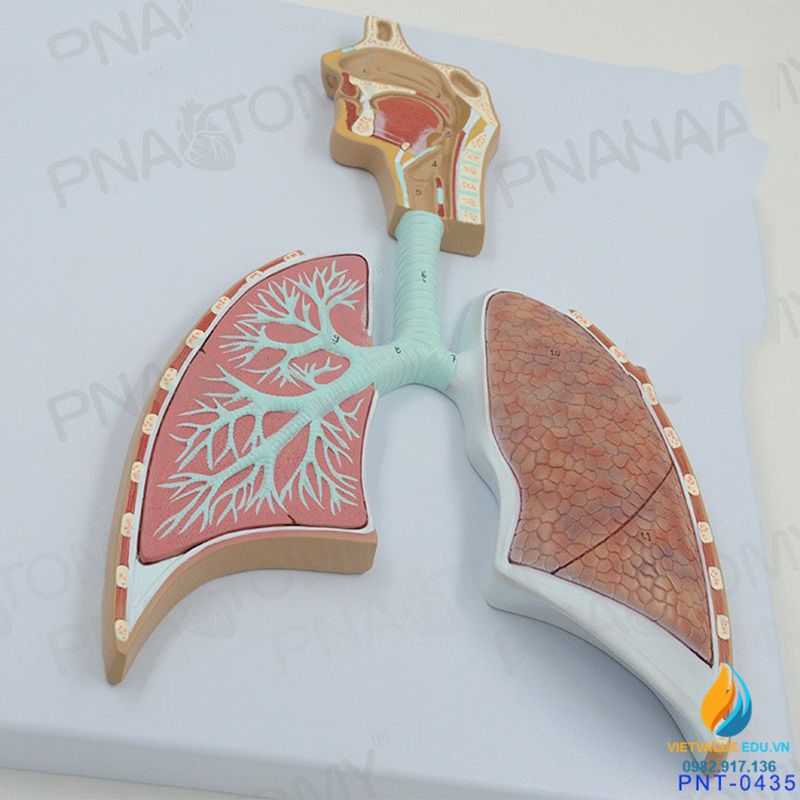 Mô hình giải phẫu hệ hô hấp