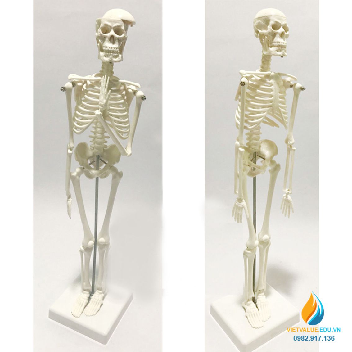 Mô hình bộ xương người, cao 45cm, chất liệu nhựa PVC, mô hình ...