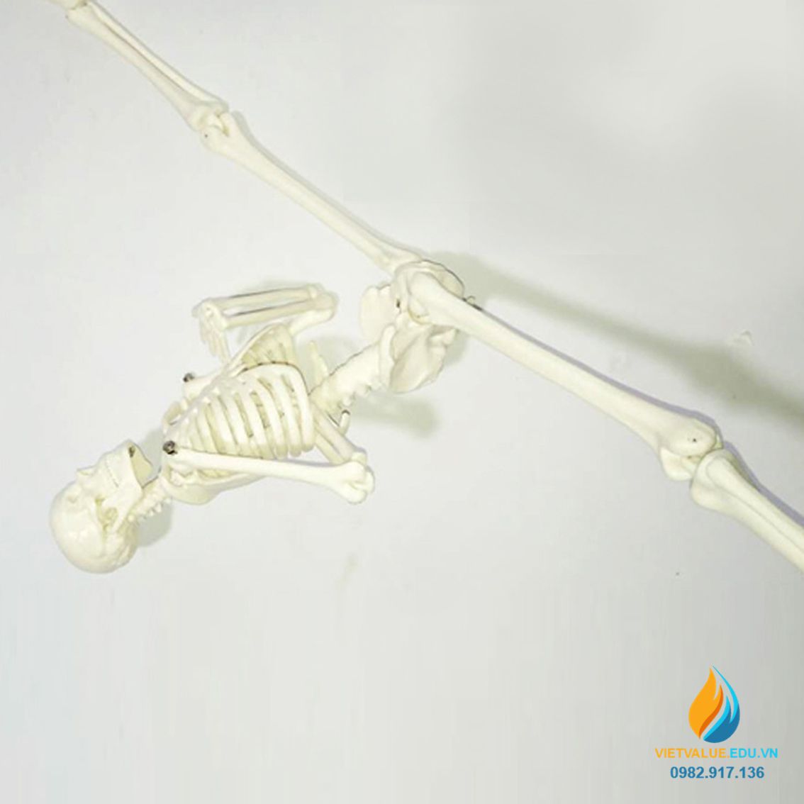 Mô hình bộ xương người, cao 45cm, chất liệu nhựa PVC, mô hình ...