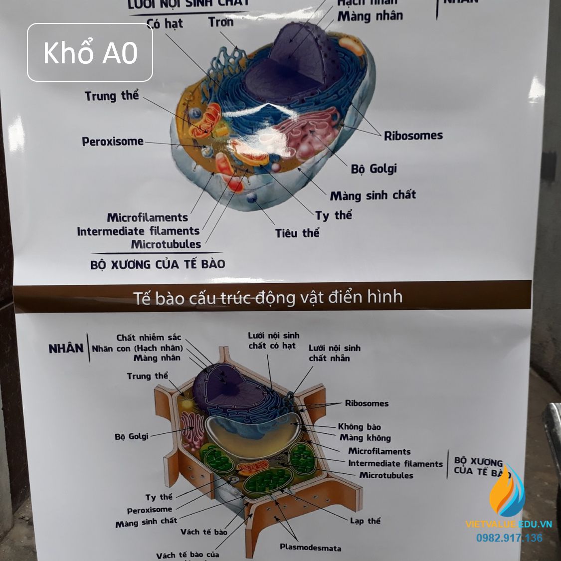 Poster cấu hình tế bào động vật- thực vật, tranh vẽ sinh học tập giảng dạy dỗ mang lại học viên quan tiền sát