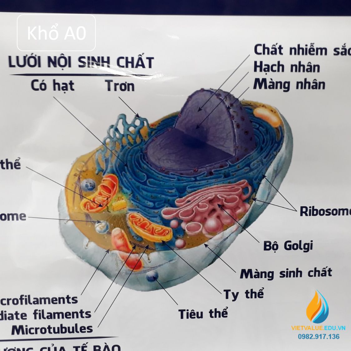 Poster cấu hình tế bào động vật- thực vật, tranh vẽ sinh học tập giảng dạy dỗ mang lại học viên quan tiền sát