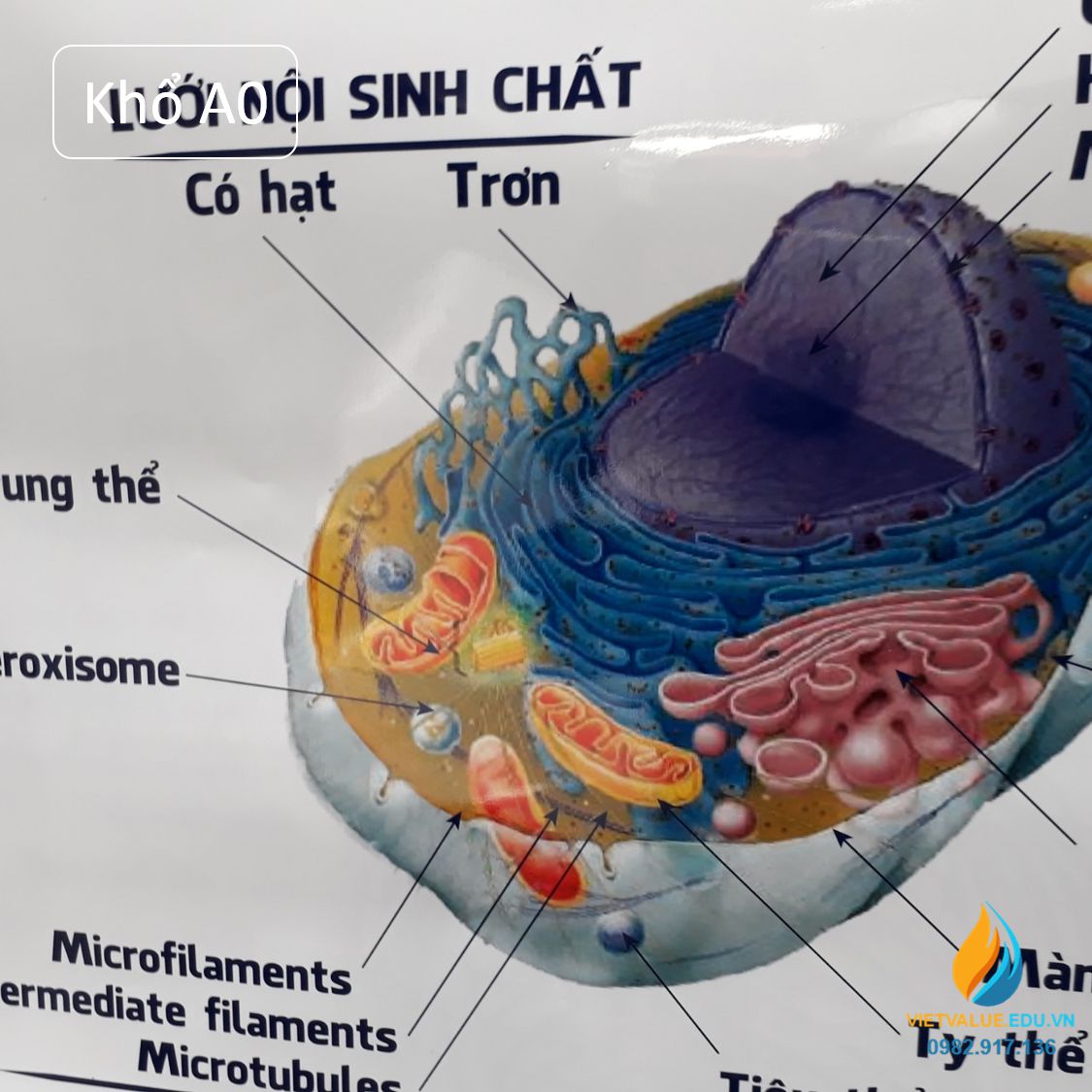 Poster cấu trúc tế bào động vật- thực vật, tranh ảnh sinh học ...