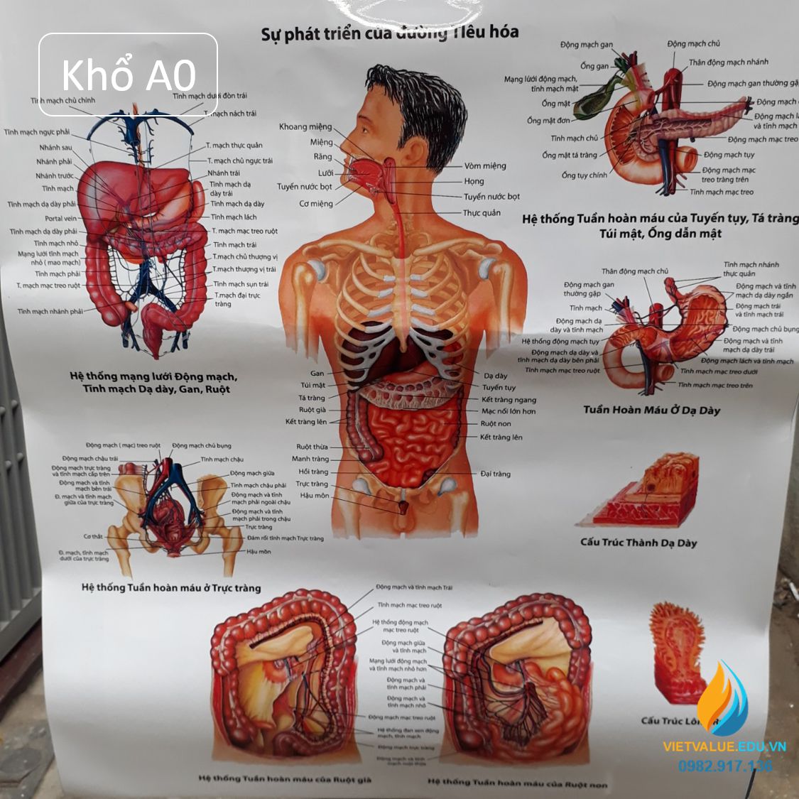 Cập nhật hơn 91 mô hình stem hệ tiêu hóa tuyệt vời nhất  Eteachers